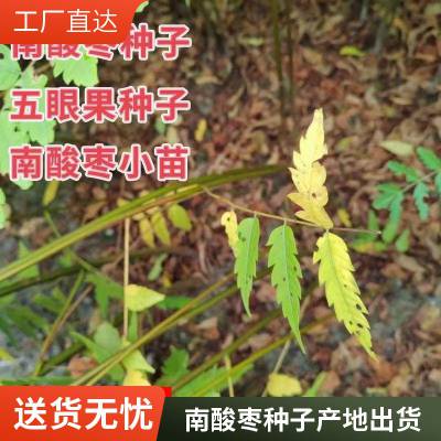 产地出货价格造林苗木种子南酸枣小苗培育基地五眼果种子2023年新种价格