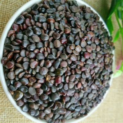 枳椇子是什么枳椇子哪里购买枳椇子价格多少一公斤