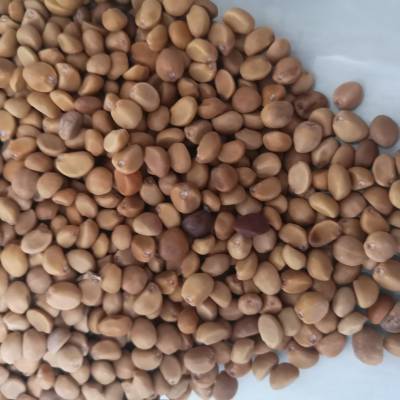 贼老豆野生贼老豆贼老豆功效