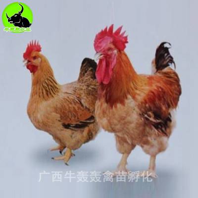 2020ռ۸K9882ͼȫÿո