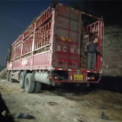 四川东区李子树苗-缘道苗木-土壤改良技术