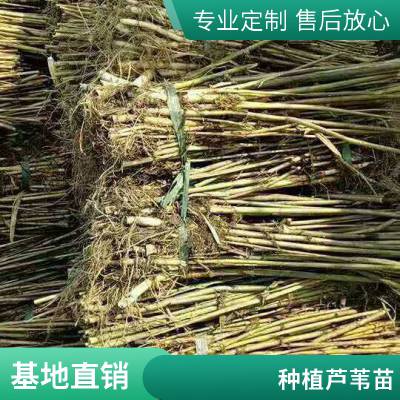 ̻«έ糧 ʪϰϲʪ «έС «έ