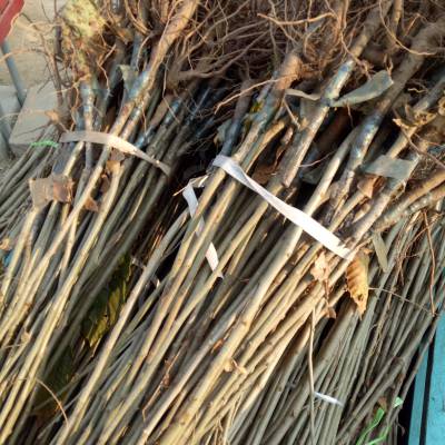 大量销售大红袍板栗 嫁接板栗树苗 图片 泰山大板栗