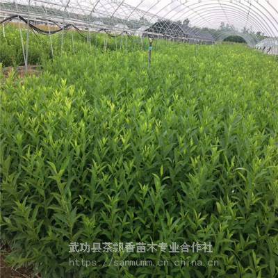 成都喜光连翘_茶飘香落叶性适应性强连翘_花丛连翘厂家批发