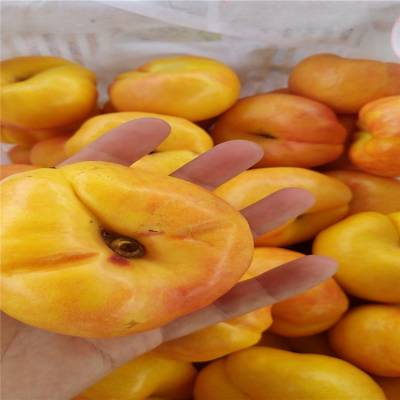 泰安高新区丰田园艺场 推发网 泰安高新区丰田园艺场 推发网