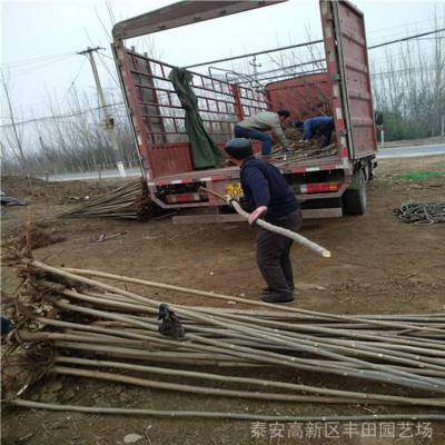 ***香椿苗 成活***香椿苗 批发香椿苗量大优惠 丰田