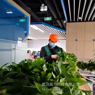 写字楼租植物 公司绿化 花卉租摆养护 绿丛