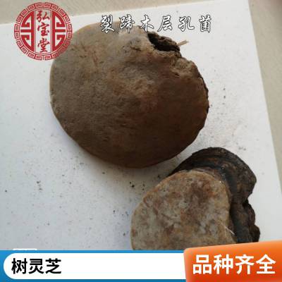 干品裂蹄功效与作用 正宗中药材缝裂褐层孔菌出售