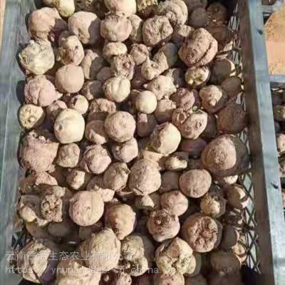 珠牙 100-200 魔芋种子 农家肥用法 保质保量诚信经营