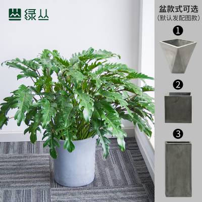 小天使春羽 盆栽 水泥盆随机款式