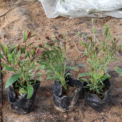 红花山桃草 花色新鲜 根系发达 好栽培好管理 基地种植