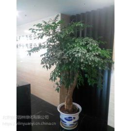 北京绿植销售，花卉租摆公司