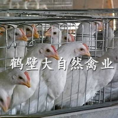 60天罗曼灰蛋鸡苗 不叨肛 死淘低 产蛋高 蛋壳颜色鲜亮