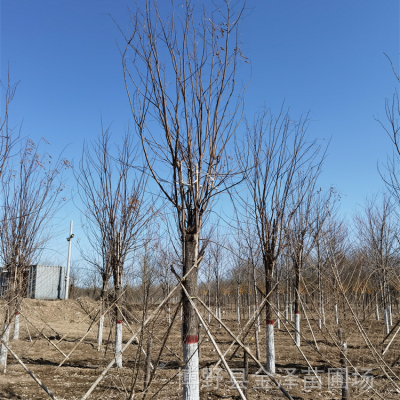 重庆红花刺槐产地-10公分红花刺槐树苗-技术指导-主打产品-分枝点均匀