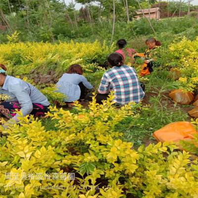 北方苗木基地 冬青球 园林植物 榆叶梅