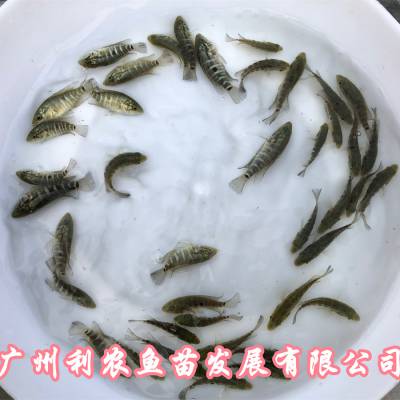 浙江舟山珍珠花斑鱼苗批发浙江义乌淡水花斑鱼苗出售