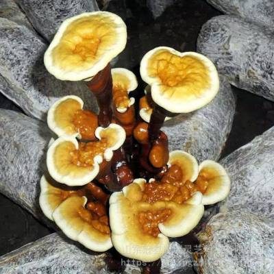 盆景灵芝制作 生鲜灵芝盆景盆栽种植 冠县灵芝基地 灵芝盆景批发 林芝种植技术