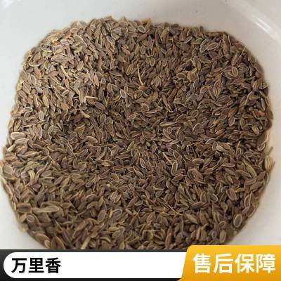 九秋香 正宗药材千里香 无硫中药材筛其蔃 原材料出售