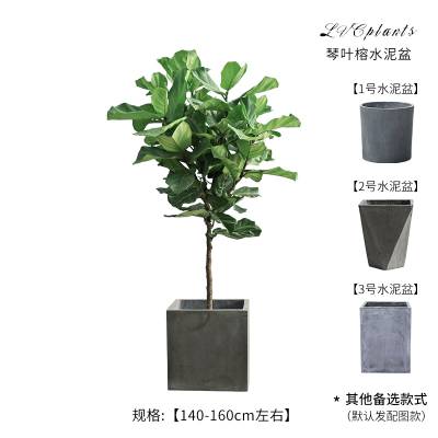 琴叶榕 大型室内盆栽 室内净化空气 北欧客厅植物 1.4米自选水泥盆