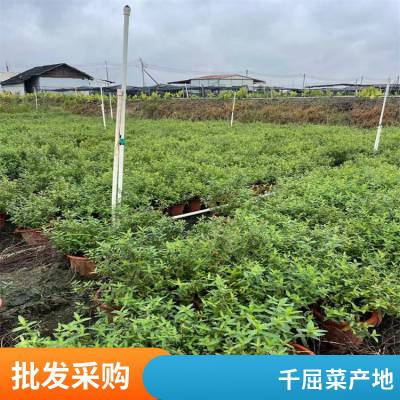 黄菖蒲水生植物 鸢尾 千屈菜 再力花 睡莲