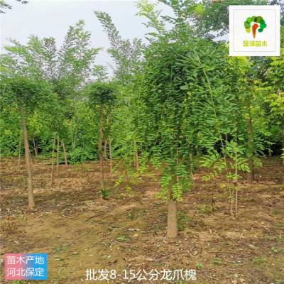 北京龙爪槐树 出售龙爪槐 技术指导 枝多叶密 常年供应