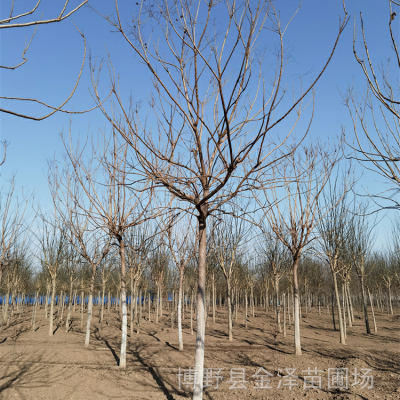 重庆栾树供应 苗木产地 逐株选苗 植株健壮