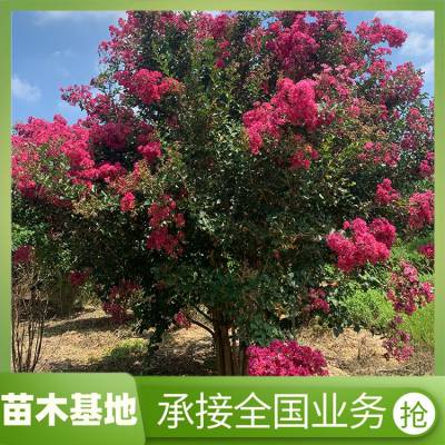 园林植物供应红花紫薇树苗批发景观树行道树直供