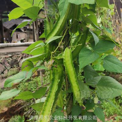四棱豆种子苗蔬菜种子菜豆角扁春四角豆种子四季种籽四棱豆苗种孑价格 推发网