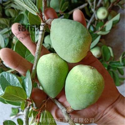 中药材野生木馒头图片