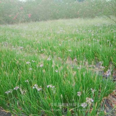 跟韭菜一样的紫娇花种植基地批发