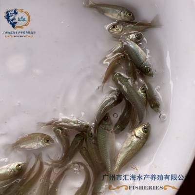 【汇海水产全国空运】广东宝石鲈鱼苗养殖基地 澳洲宝石鲈鱼苗 宝石斑苗