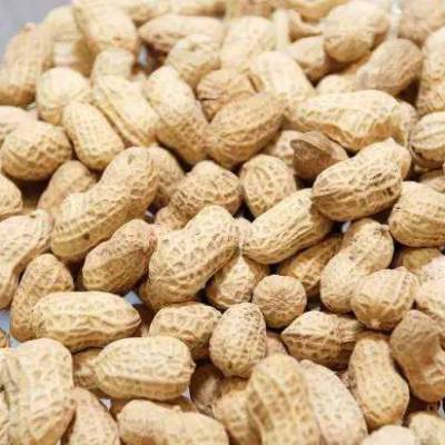 青岛港花生进口清关流程有哪些价格 中国供应商