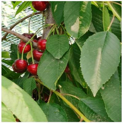 新品种俄罗斯8号含香大樱桃树苗 果实表皮黑红色 惠农农业
