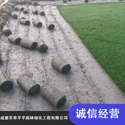 四川成都芳草芊芊优质泥培混播草坪_足球场耐践踏混播草坪批量供应