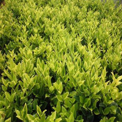 批发绿化工程色块苗金森女贞篱笆苗 金森女贞小苗 ***