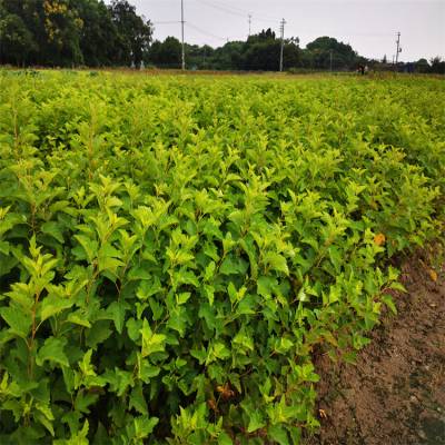 基地出售金叶风箱果 庭院小区绿化观赏植物 园林绿化植物 耐寒耐旱植物