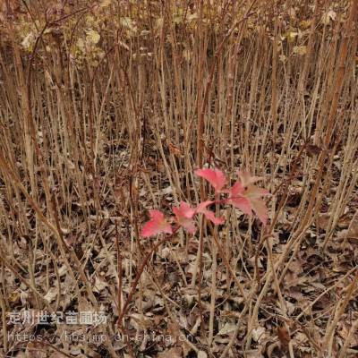 ***热销河北天目琼花 保定天目琼花产地 河北定州天目琼花报价