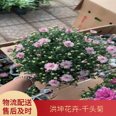 菊花批发 菊花盆栽 千头菊 多色菊花 菊花展花卉供货 菊花造型