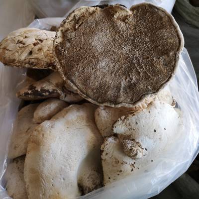 东北苦白蹄灵芝价格多少钱一斤