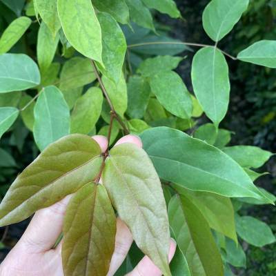 湖北5米长的牛马藤工程苗批发基地成都带竹竿的哦杯苗