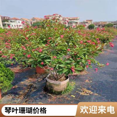 琴叶珊瑚百亩种植区 批发琴叶珊瑚 琴叶珊瑚基地