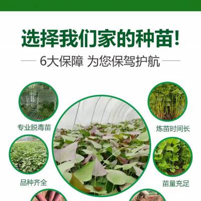 秦薯8号 地瓜红薯苗 含糖度高 山农蜜薯供应 脱毒番薯