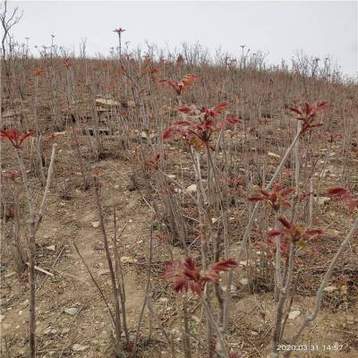 基地当年籽播香椿苗销售中 有木质病害少 丰田园艺种植厂家