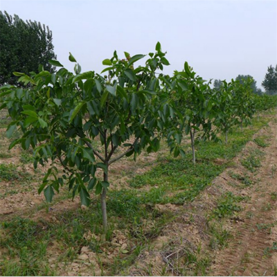 核桃树批发-2公分3公分4公分清香核桃苗、5公分薄皮核桃树