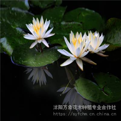 供应水生植物-睡莲，又名子午莲、水浮莲等苗木-花木