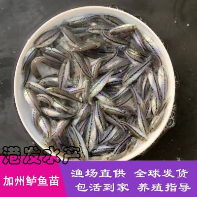 苗场直销 加州鲈鱼苗活体 肉食路亚鱼苗 质优淡水种苗