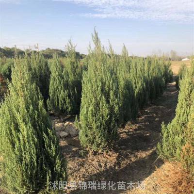 2026年北 京桧基地 2.3米高北 京桧柏报价参考及选购指南