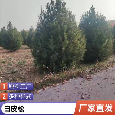 白皮松供应基地 道路隔离带种植风景行道树园林绿化工程苗木