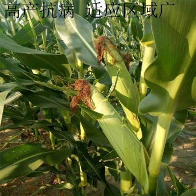 东单7512玉米种子 红轴稳产抗病 产量高