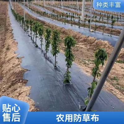 鞍山除草布防草效果 农用PE除草地布长宽可定制